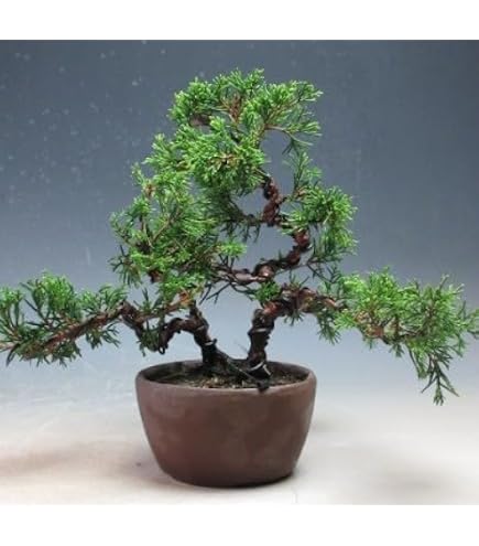 Amazon｜盆栽 六角堂柳【現品】（10003235）｜観葉植物 オンライン通販
